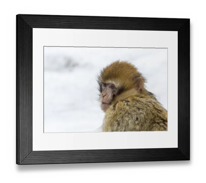 Framed Print : Barbary Macaque (Macaca sylvanus) in the snow