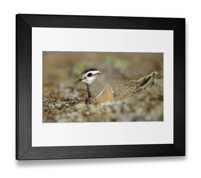 Framed Print : Eurasian dotterel (Eudromias morinellus) Framed Print : Eurasian dotterel (Eudromias morinellus)