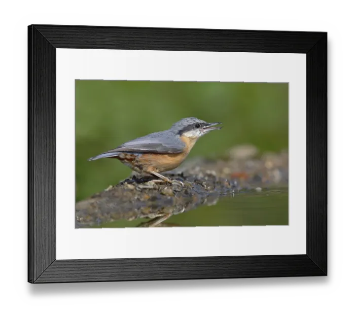 Framed Print : Eurasian nuthatch (Sitta europaea) Framed Print : Eurasian nuthatch (Sitta europaea)