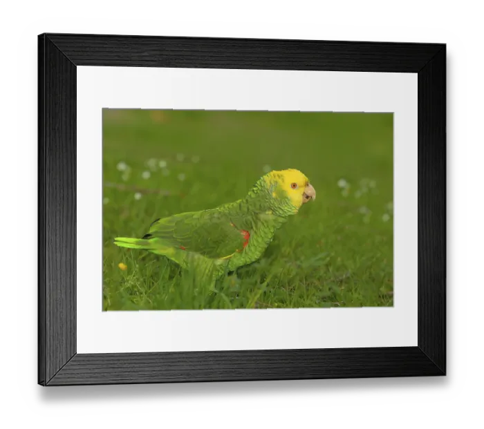 Framed Print : Yellow-headed Amazon (Amazona oratrix belizensis)