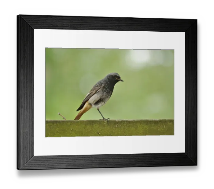 Framed Print : Redstart, May, Saxony, Germany, Europe