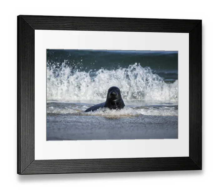 Framed Print : Grey seal (Halichoerus grypus) in surf Framed Print : Grey seal (Halichoerus grypus) in surf