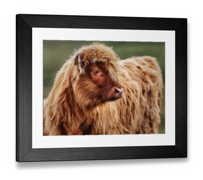 Framed Print : Scottish Highland Cattle (Bos primigenius f)
