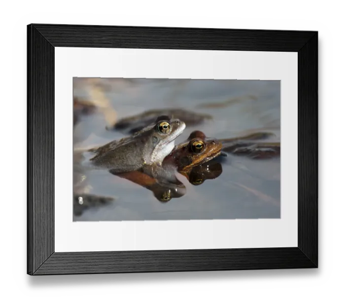Framed Print : Common frog (Rana temporaria), pair during spawning season