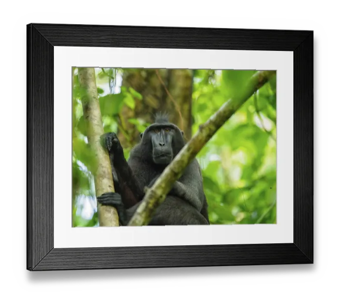 Framed Print : Black crested macaque (Macaca nigra) Framed Print : Black crested macaque (Macaca nigra)