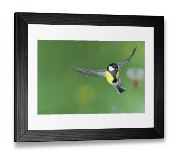 Framed Print : Great tit (Parus major), male in flight Framed Print : Great tit (Parus major), male in flight