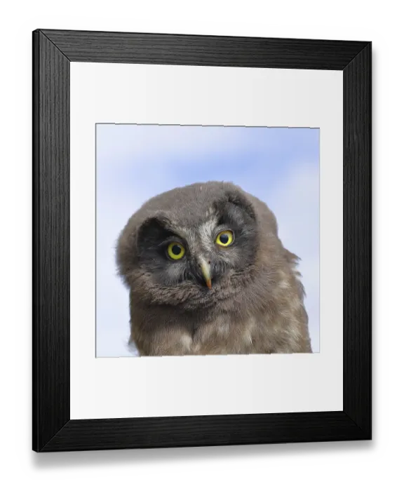 Framed Print : Tengmalm's owl (Aegolius funereus)