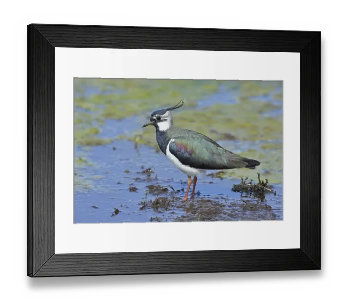 Framed Print : Lapwing (Vanellus vanellus), in splendid plumage