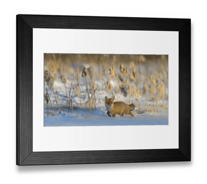 Framed Print : Red fox (Vulpes vulpes) walking through the snow in front of reeds Framed Print : Red fox (Vulpes vulpes) walking through the snow in front of reeds