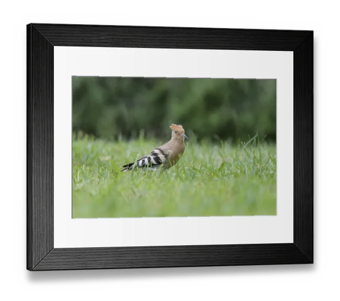 Framed Print : Hoopoe (Upupa epops), foraging in a meadow