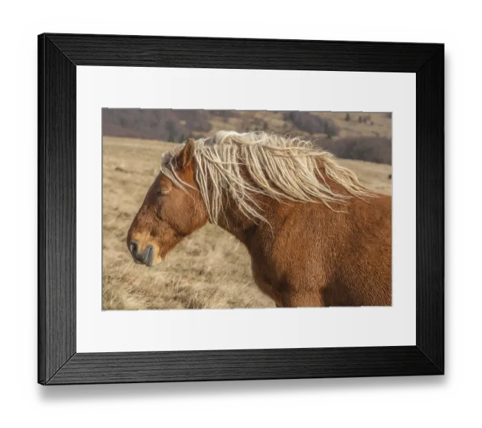 Framed Print : A brown horse with long hair is standing in a field Framed Print : A brown horse with long hair is standing in a field
