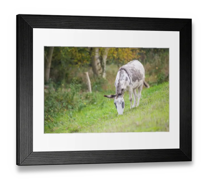 Framed Print : Donkey (Equus asinus asinus) or domestic donkey Framed Print : Donkey (Equus asinus asinus) or domestic donkey