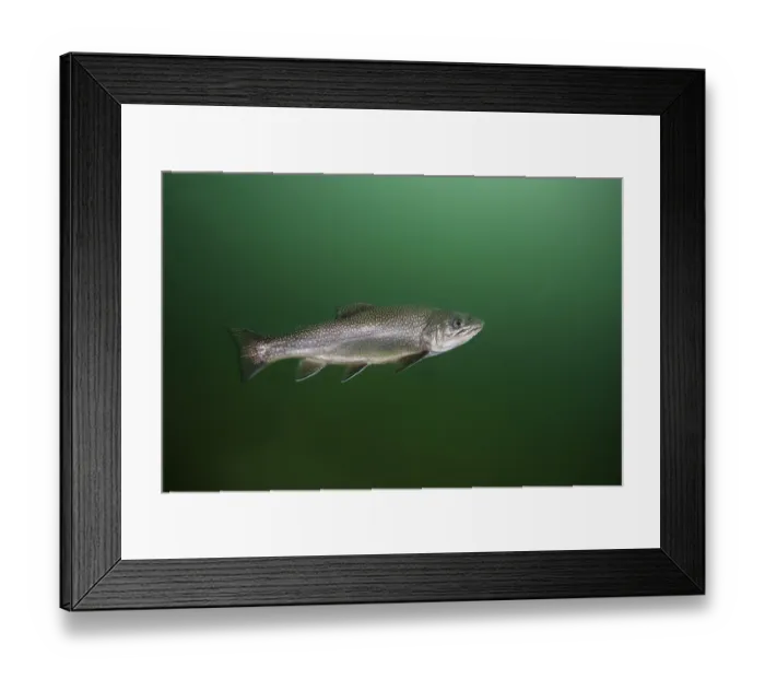 Framed Print : Rainbow trout (Oncorhynchus mykiss) Framed Print : Rainbow trout (Oncorhynchus mykiss)