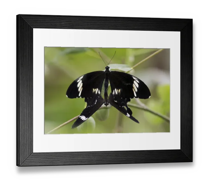 Framed Print : Butterfly Red Helen at Kopulation (Papilio helenus)