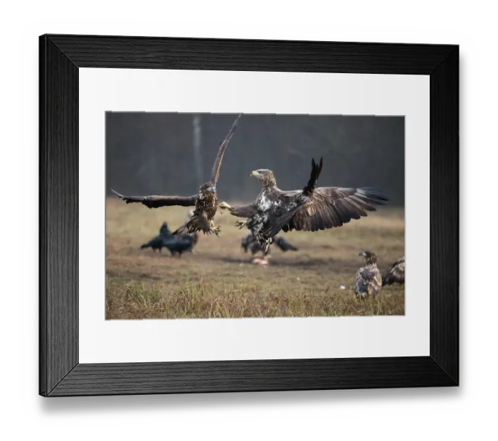 Framed Print : White-tailed eagle (Haliaeetus albicilla) in aerial combat