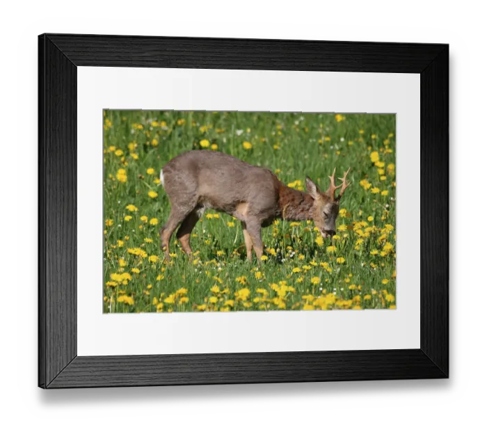 Framed Print : Roe deer (Capreolus capreolus)