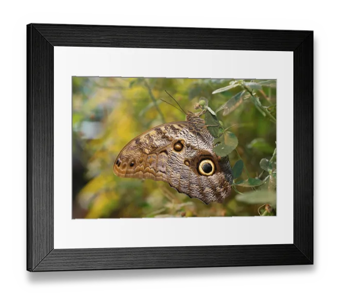 Framed Print : Owl (Caligo memnon), found in South America Framed Print : Owl (Caligo memnon), found in South America