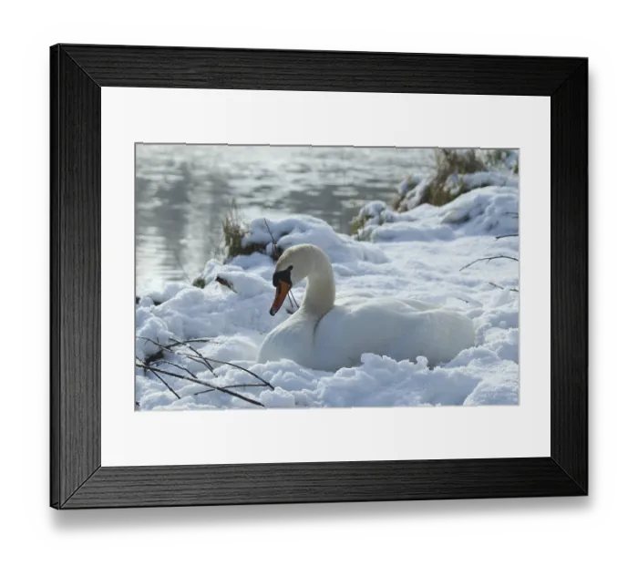 Framed Print : Mute Swan (Cygnus olor) on the nest in the snow