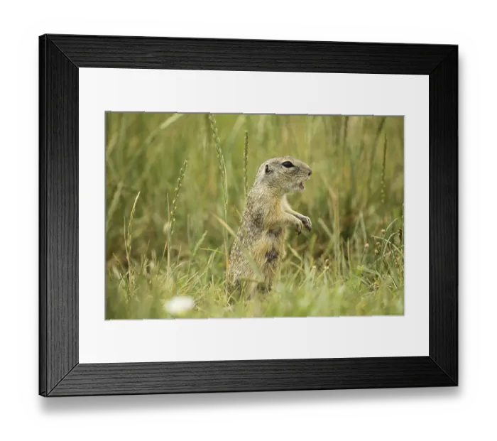 Framed Print : Suslik (Citellus citellus), shouting warning call Framed Print : Suslik (Citellus citellus), shouting warning call