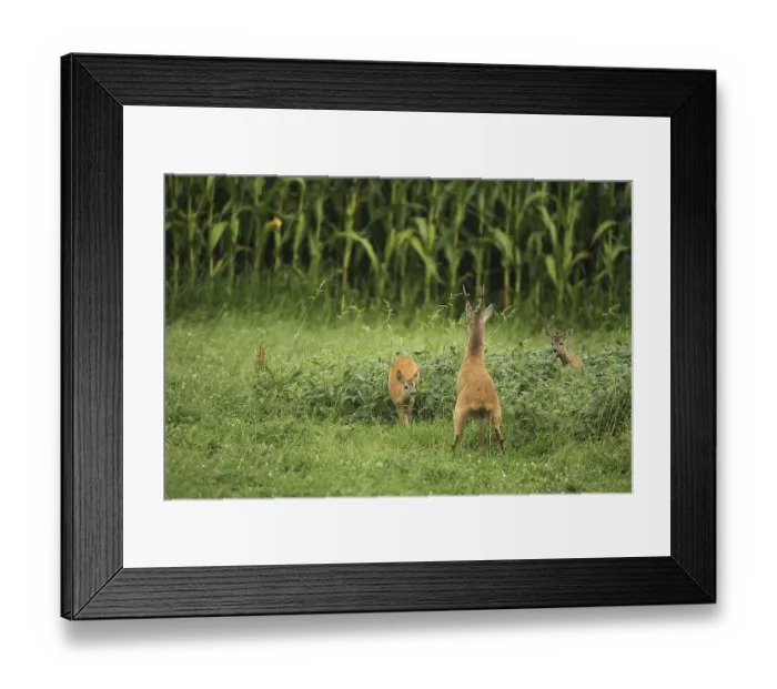 Framed Print : European roe deer (Capreolus capreolus) buck peeing in the meadow