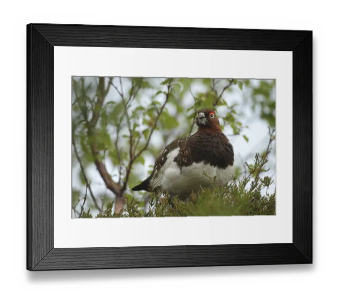 Framed Print : Willow ptarmigan (Lagopus lagopus) securing cock