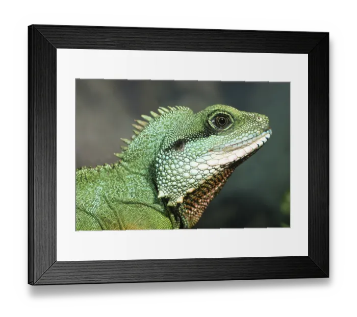 Framed Print : Green water dragon (Physignathus cocincinus) Portrait of agama in terrarium