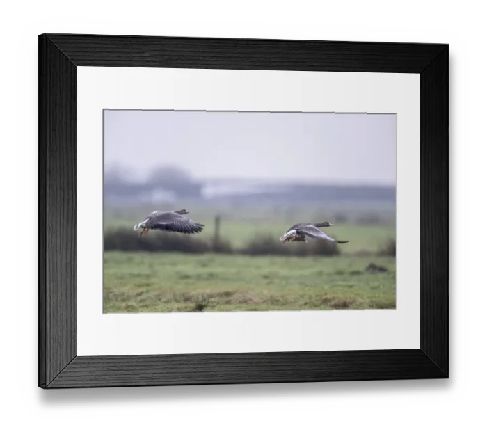 Framed Print : White-fronted Geese (Anser albifrons)
