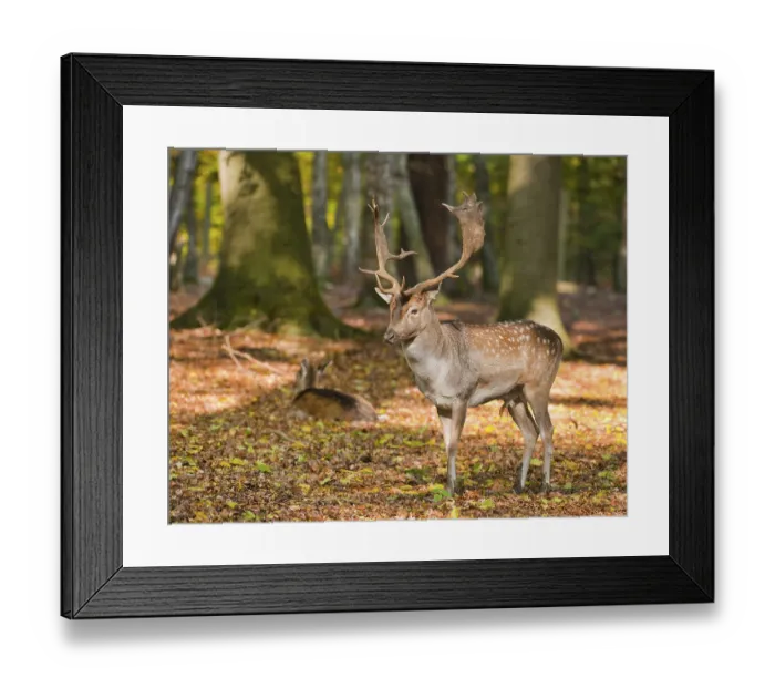 Framed Print : Fallow Deer (Dama dama) standing in a forest Framed Print : Fallow Deer (Dama dama) standing in a forest
