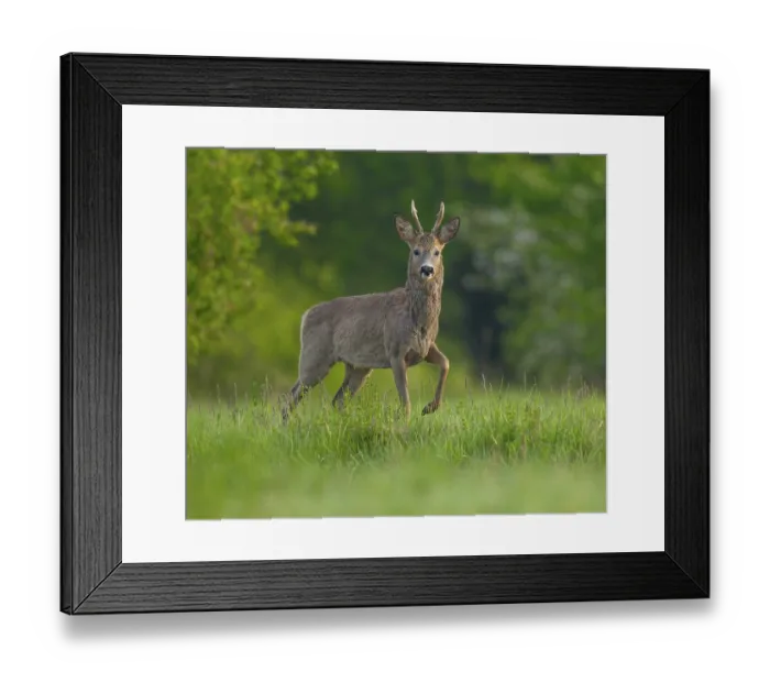 Framed Print : Roe deer (Capreolus capreolus) Framed Print : Roe deer (Capreolus capreolus)