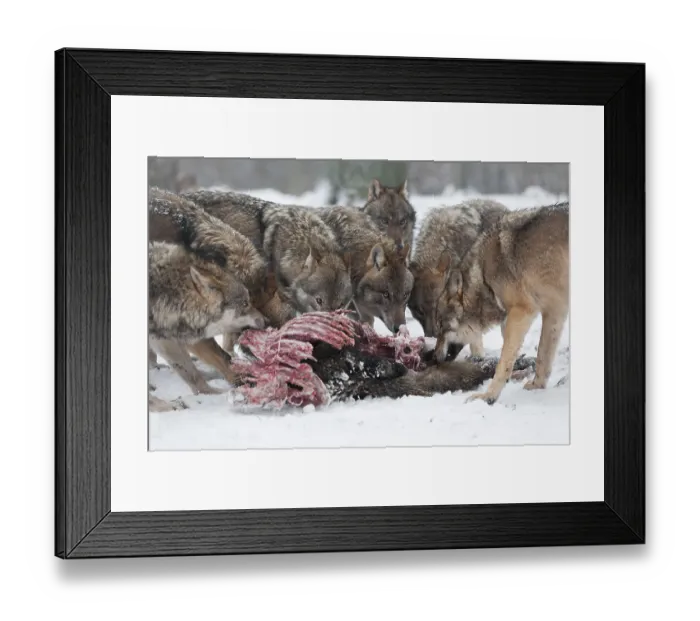 Framed Print : Wolves (Canis lupus) eating wild boar (Sus scrofa) prey
