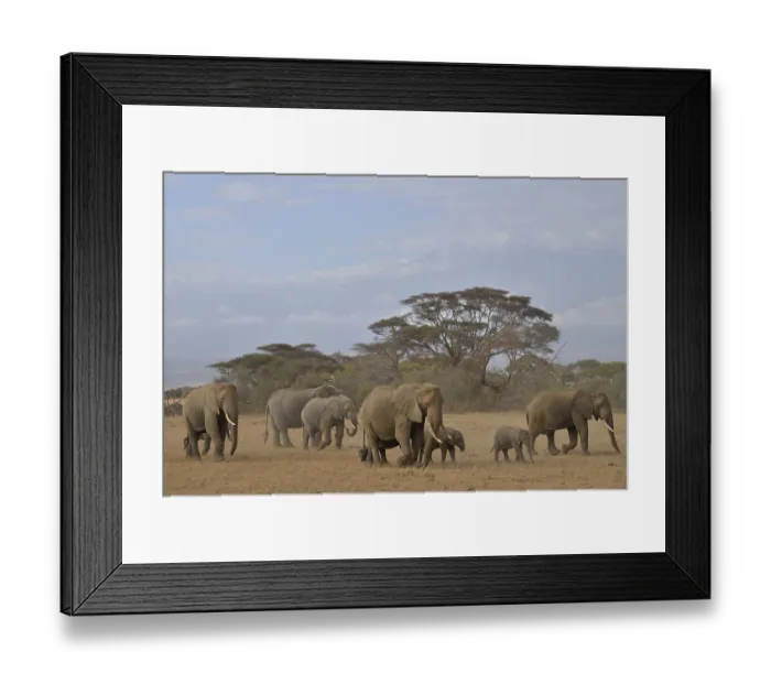 Framed Print : Herd of African Bush Elephants (Loxodonta africana)