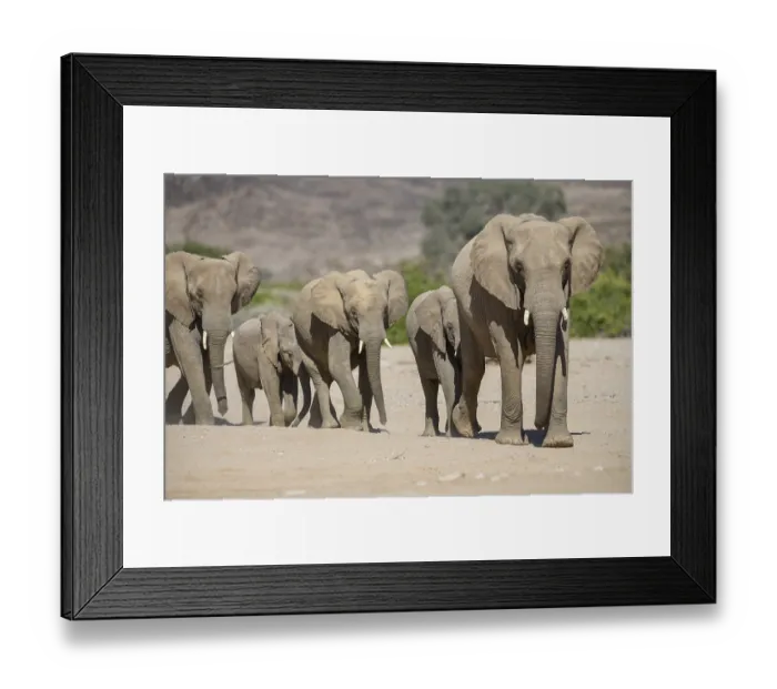 Framed Print : Desert elephants (Loxodonta africana) in the Hoanib dry river