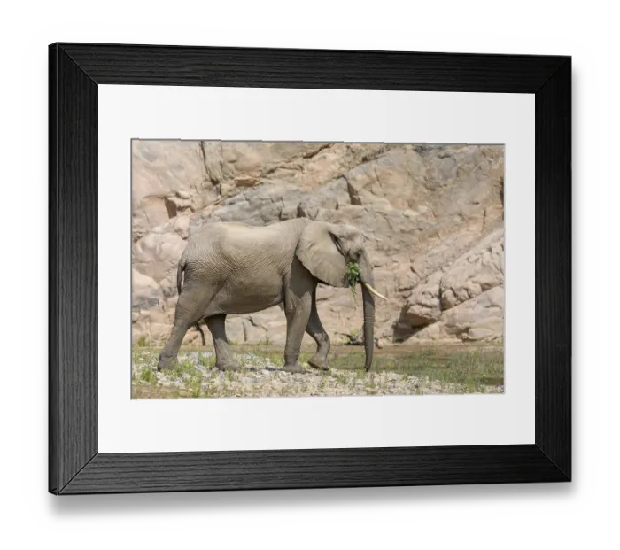 Framed Print : Desert elephant (Loxodonta africana) in the Hoarusib dry river