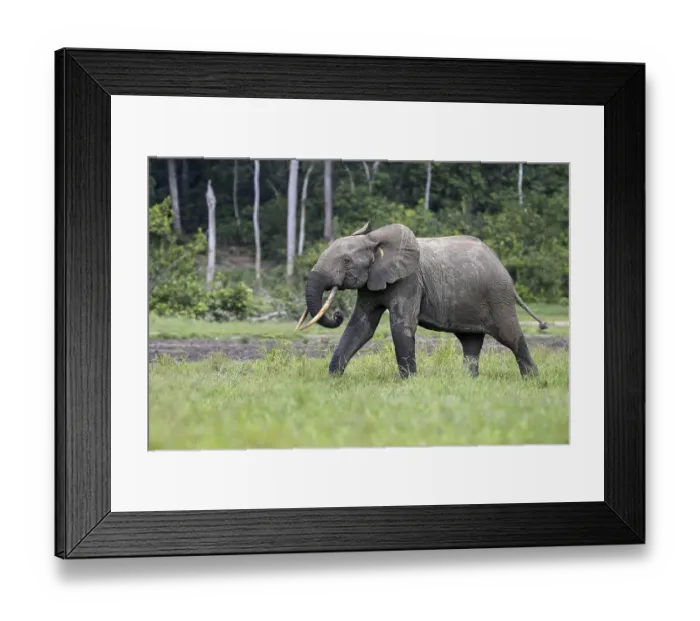 Framed Print : Forest elephant (Loxodonta cyclotis) in the Dzanga Bai forest clearing Framed Print : Forest elephant (Loxodonta cyclotis) in the Dzanga Bai forest clearing