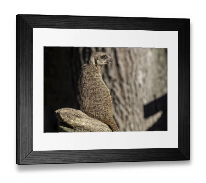 Framed Print : Meerkat (Suricata suricatta), on the lookout Framed Print : Meerkat (Suricata suricatta), on the lookout