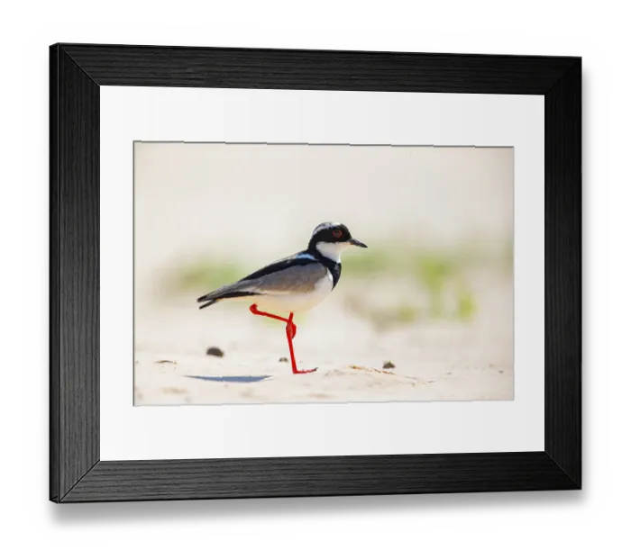 Framed Print : Cayenne plover (Vanellus cayanus) Pantanal Brazil