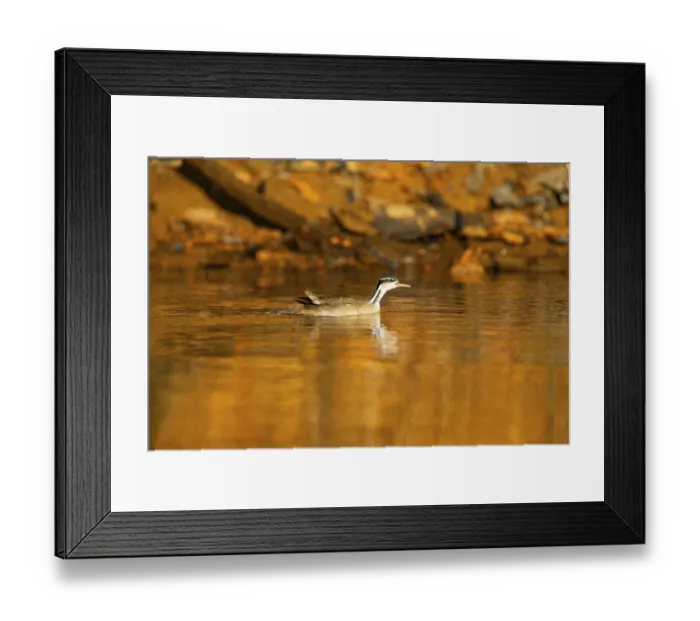 Framed Print : Dwarf finch (Heliornis fulica) Pantanal Brazil