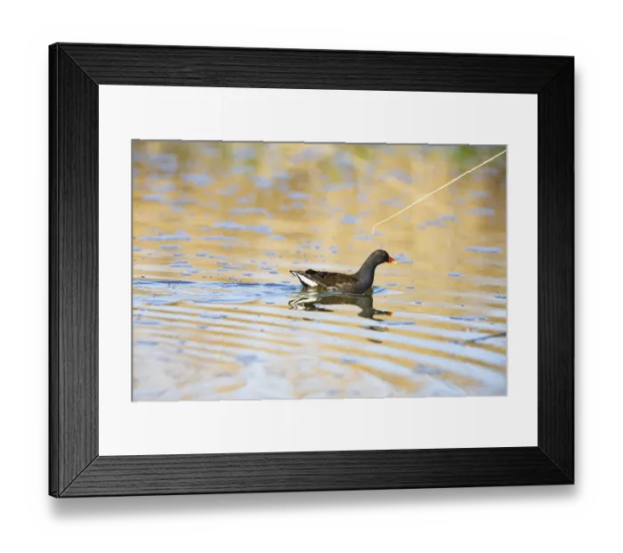 Framed Print : Moorhen (Gallinula chloropus) ml Germany Framed Print : Moorhen (Gallinula chloropus) ml Germany