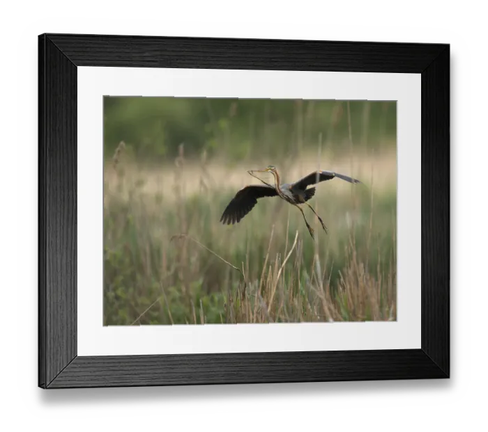Framed Print : Purple Heron (Ardea purpurea), Baden-Wuerttemberg
