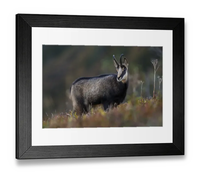 Framed Print : Chamois (Rupicapra rupicapra) in mountain meadow