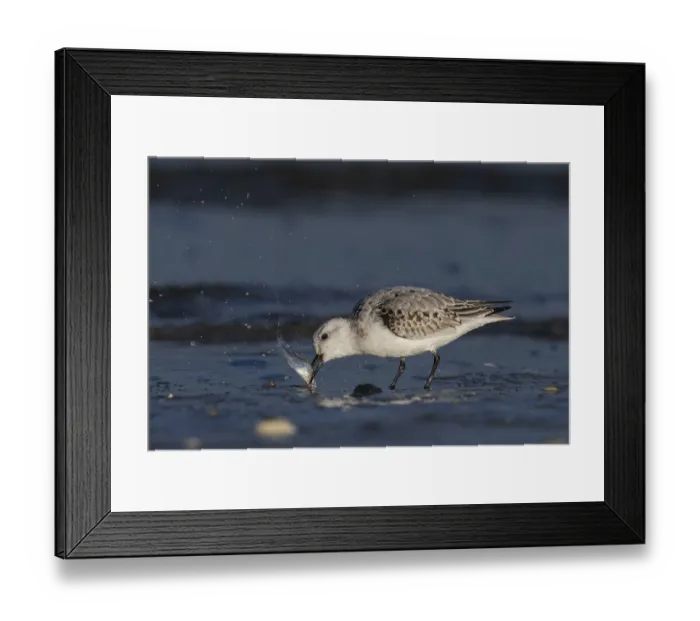 Framed Print : Sanderling (Calidris alba) catching fish in shallow water