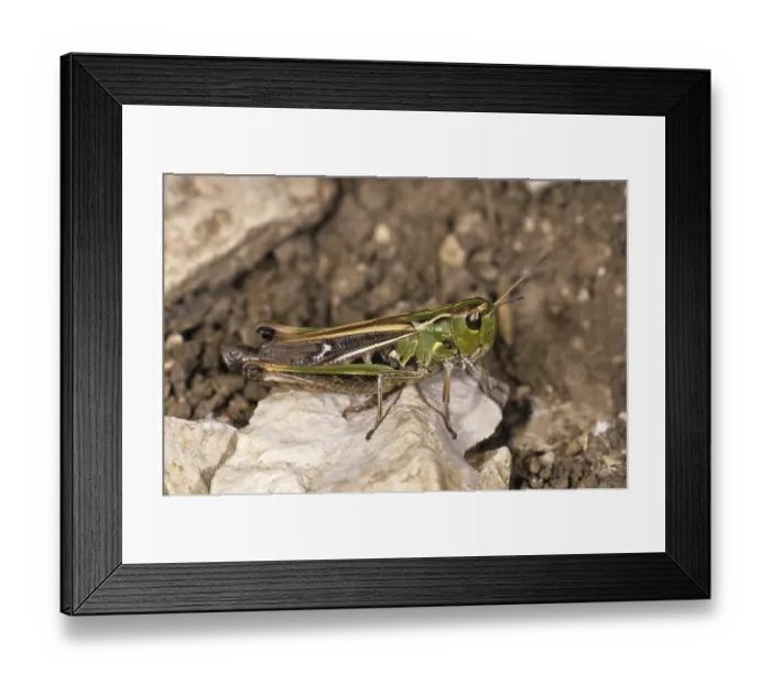 Framed Print : Stripe-winged Grasshopper (Stenobothrus lineatus) Framed Print : Stripe-winged Grasshopper (Stenobothrus lineatus)