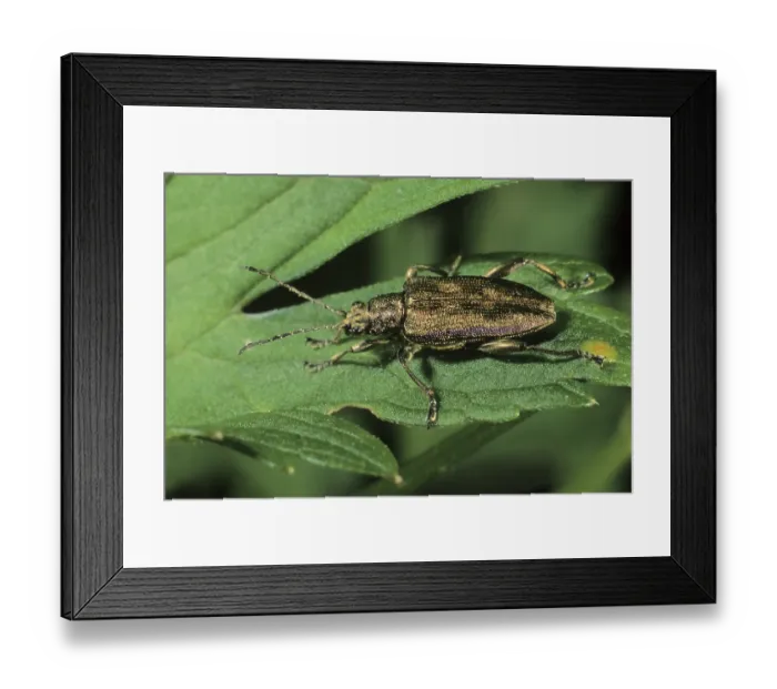 Framed Print : Leaf beetle species (Donacia sp.) Framed Print : Leaf beetle species (Donacia sp.)