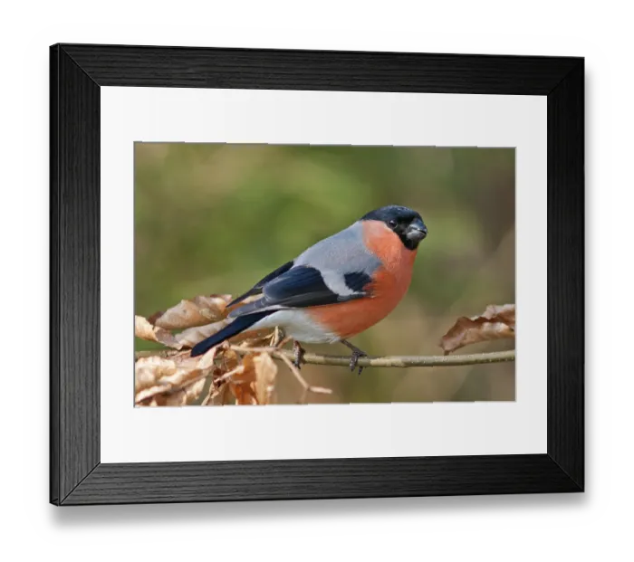 Framed Print : Bullfinch or Eurasian Bullfinch (Pyrrhula pyrrhula) Framed Print : Bullfinch or Eurasian Bullfinch (Pyrrhula pyrrhula)