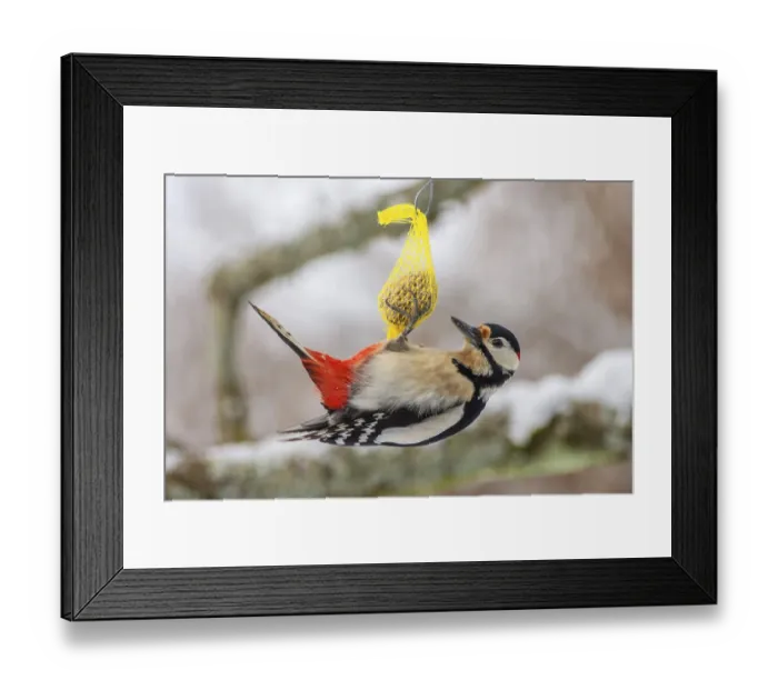 Framed Print : Great spotted woodpecker (Dendrocopos major) Framed Print : Great spotted woodpecker (Dendrocopos major)