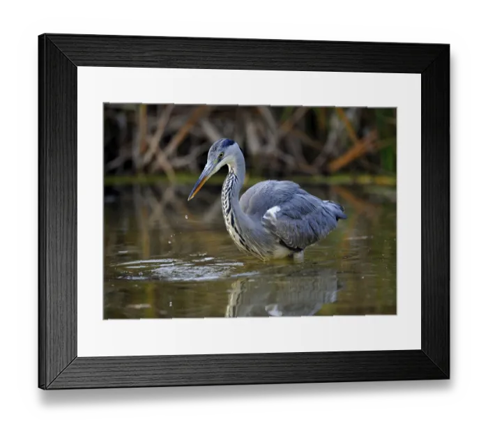 Framed Print : Grey Heron (Ardea cinerea) in a pond