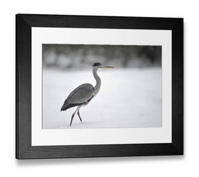 Framed Print : Grey Heron (Ardea cinerea) in the snow Framed Print : Grey Heron (Ardea cinerea) in the snow