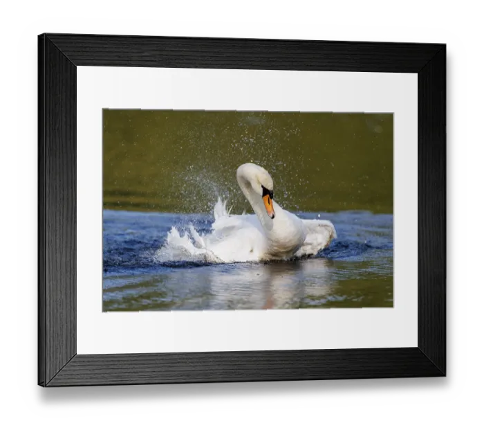 Framed Print : Mute swan (Cygnus olor), Germany, Europe Framed Print : Mute swan (Cygnus olor), Germany, Europe