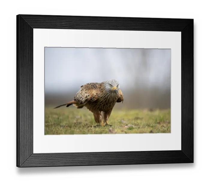 Framed Print : Red kite (Milvus milvus), with prey in meadow Framed Print : Red kite (Milvus milvus), with prey in meadow