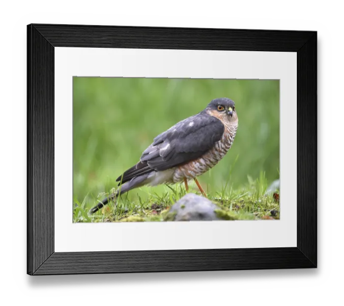 Framed Print : Sparrowhawk, (Accipiter Nisus) Bird of prey in the grass